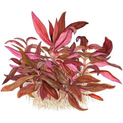 Alternanthera Reineckii 'Mini' - 023C TC