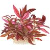 Alternanthera Reineckii 'Mini' - 023C TC