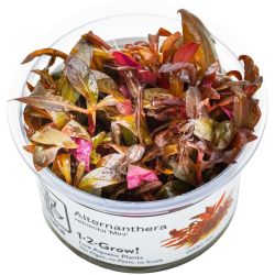 Alternanthera Reineckii 'Mini' - 023C TC