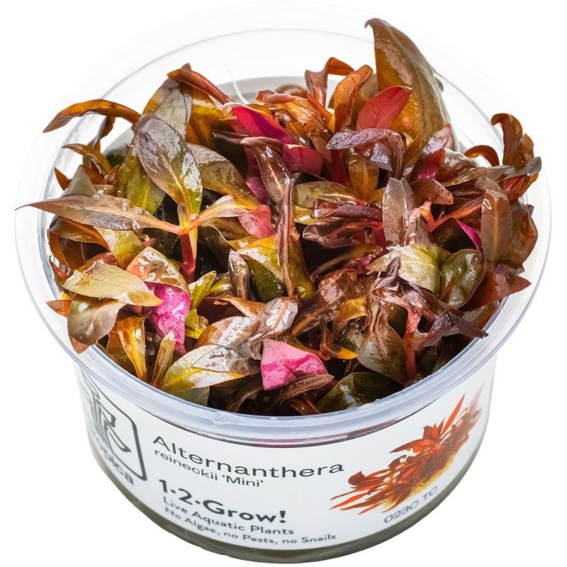 Alternanthera Reineckii 'Mini' - 023C TC