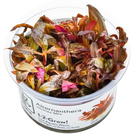 Alternanthera Reineckii 'Mini' - 023C TC