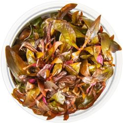 Alternanthera Reineckii 'Mini' - 023C TC