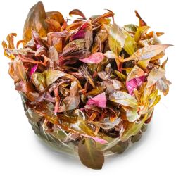 Alternanthera Reineckii 'Mini' - 023C TC