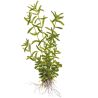 Rotala Rotundifolia 'Green' - 033A TC