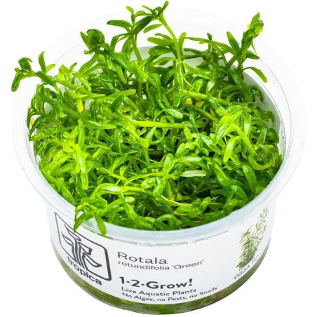 Rotala Rotundifolia 'Green' - 033A TC