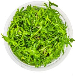 Rotala Rotundifolia 'Green' - 033A TC