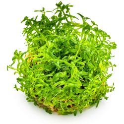 Rotala Rotundifolia 'Green' - 033A TC