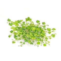 Hydrocotyle Tripartita - 039B TC