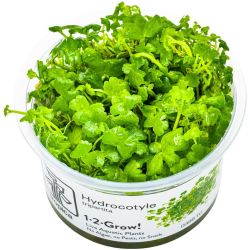 Hydrocotyle Tripartita - 039B TC