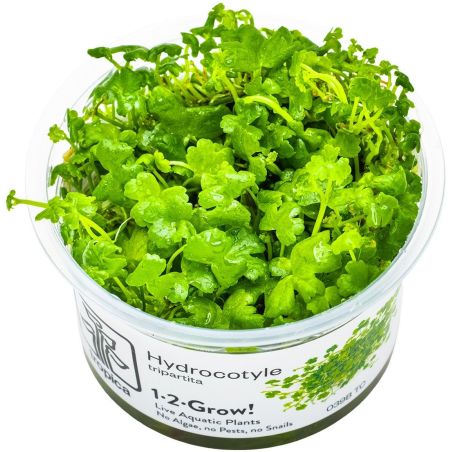 Hydrocotyle Tripartita - 039B TC