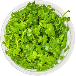 Hydrocotyle Tripartita - 039B TC