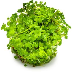 Hydrocotyle Tripartita - 039B TC