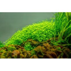 Hydrocotyle Tripartita - 039B TC