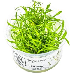 Cryptocoryne Parva - 106 TC
