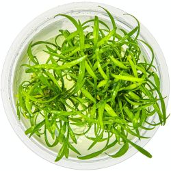 Cryptocoryne Parva - 106 TC
