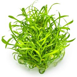 Cryptocoryne Parva - 106 TC