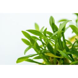 Cryptocoryne Parva - 106 TC