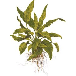 Cryptocoryne Wendtii 'Green' - 109 TC