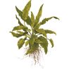 Cryptocoryne Wendtii 'Green' - 109 TC