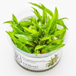 Cryptocoryne Wendtii 'Green' - 109 TC