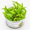 Cryptocoryne Wendtii 'Green' - 109 TC