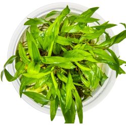 Cryptocoryne Wendtii 'Green' - 109 TC