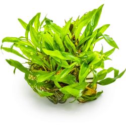 Cryptocoryne Wendtii 'Green' - 109 TC