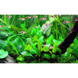 Cryptocoryne Wendtii 'Green' - 109 TC