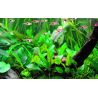 Cryptocoryne Wendtii 'Green' - 109 TC