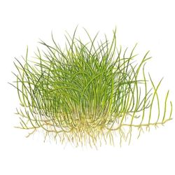 Eleocharis Pusilla - 132B TC