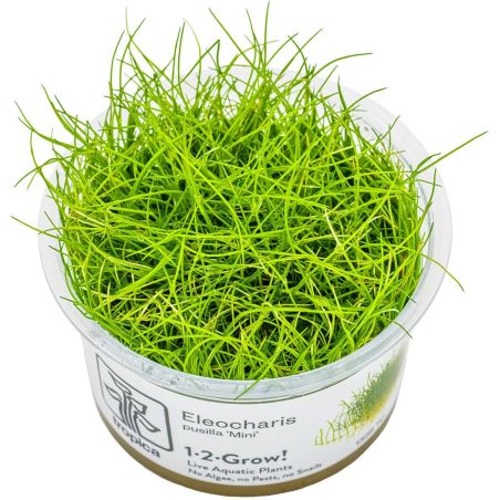 Eleocharis Pusilla - 132B TC