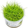 Eleocharis Pusilla - 132B TC