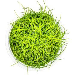 Eleocharis Pusilla - 132B TC