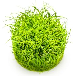 Eleocharis Pusilla - 132B TC