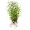 Eleocharis Acicularis - 133 TC