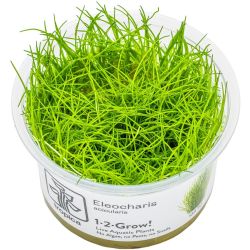 Eleocharis Acicularis - 133 TC