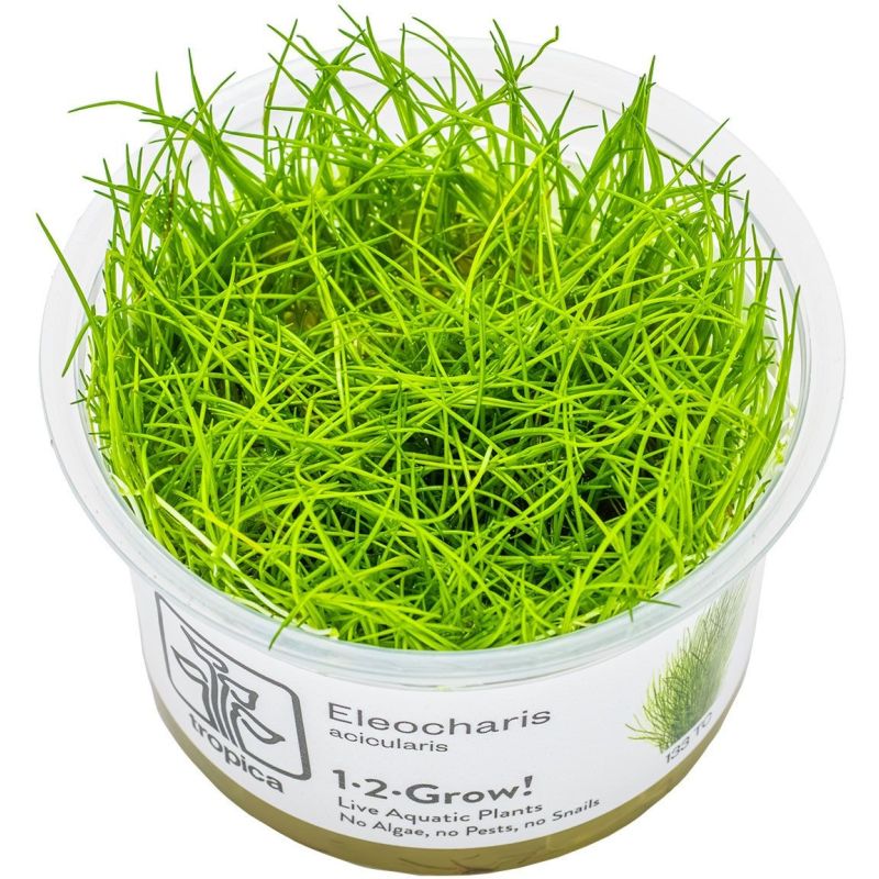 Eleocharis Acicularis - 133 TC