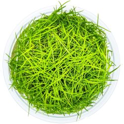 Eleocharis Acicularis - 133 TC