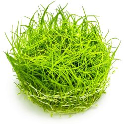 Eleocharis Acicularis - 133 TC