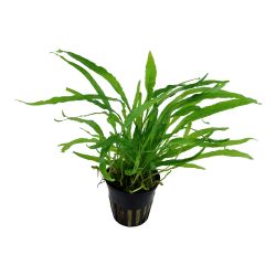 Microsorum Pteropus 'Narrow' - 008A