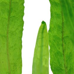 Microsorum Pteropus 'Narrow' - 008A