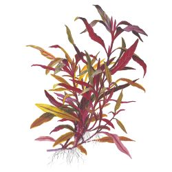 Alternanthera Reineckii 'Pink' - 023