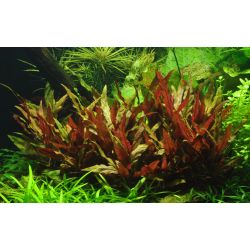 Alternanthera Reineckii 'Pink' - 023