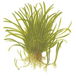 Lilaeopsis Brasiliensis - 040
