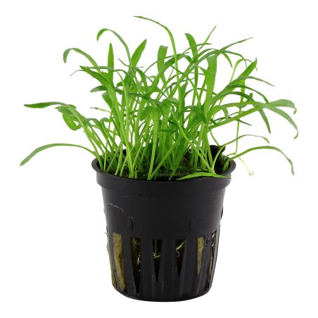 Lilaeopsis Brasiliensis - 040