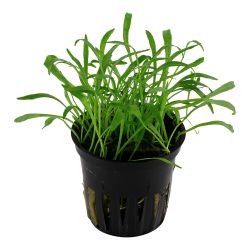 Lilaeopsis Brasiliensis - 040