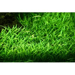 Lilaeopsis Brasiliensis - 040