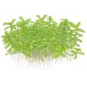Bacopa Monnieri 'Compact' - 044A