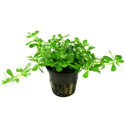 Bacopa Monnieri 'Compact' - 044A