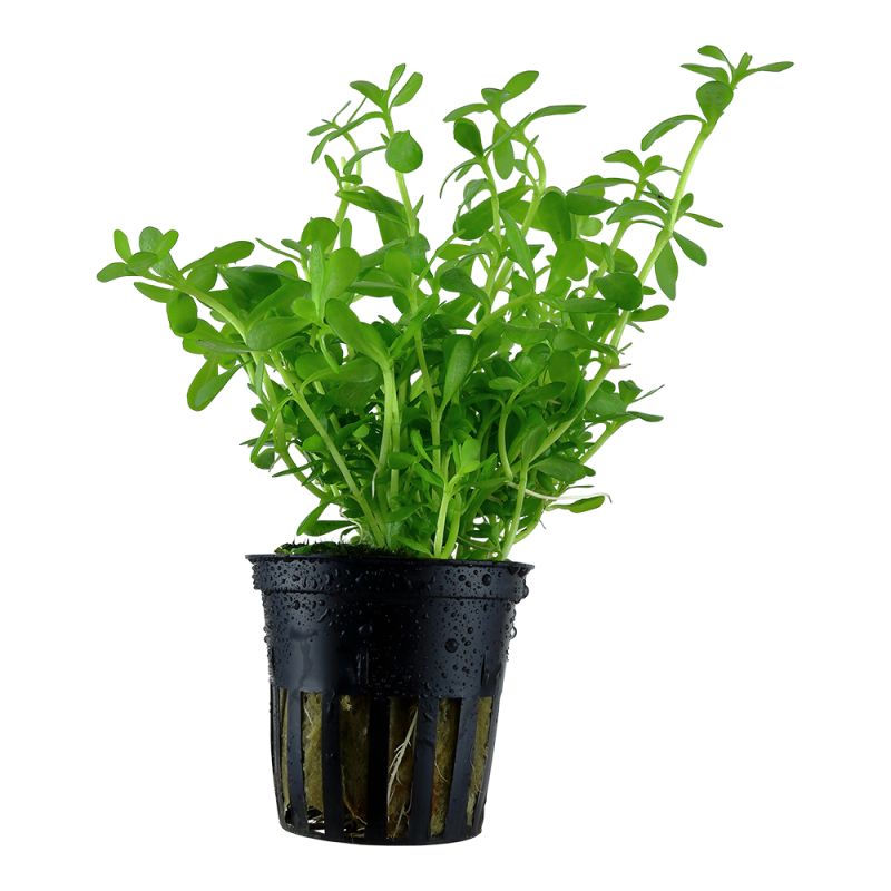 Bacopa Monnieri 'Compact' - 044A